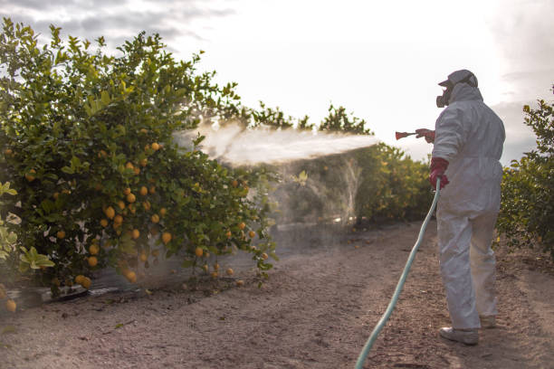 Best Insect Control  in North Little Rock, AR