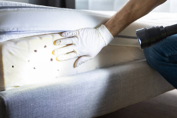 Wasp Removal Services in North Little Rock, AR