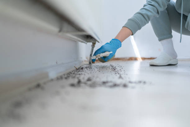 Best Local Pest Control Services  in North Little Rock, AR